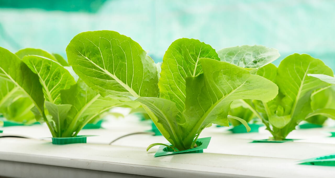 Lettuce growing in a hydroponic setup